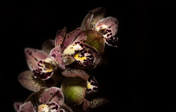 Красивая розовая пятнистая орхидея на черном фоне