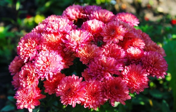 Красивые розовые кустовые хризантемы на клумбе