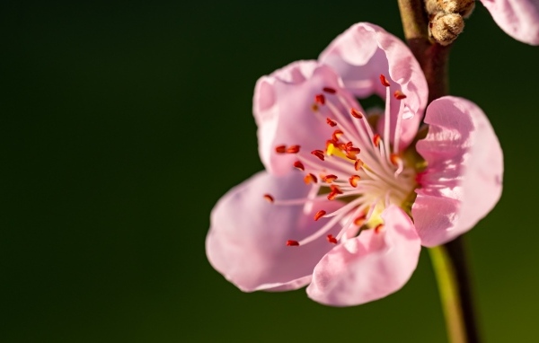 Красивый розовый весенний цветок на ветке в лучах света