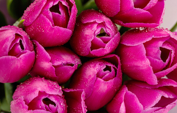 Красивые розовые тюльпаны в каплях росы крупным планом