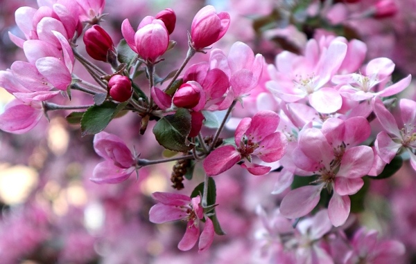 Красивые розовые  цветы дикой яблони 