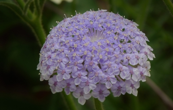 Красивый фиолетовый цветок скабиоза