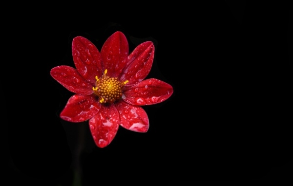 Красивый красный цветок георгина в каплях воды на черном фоне