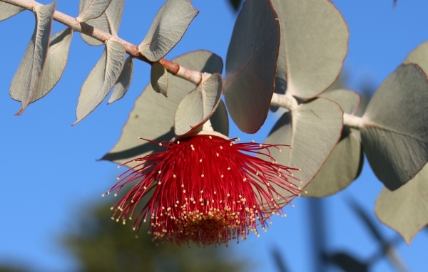 Красивый красный цветок эвкалипта с листьями