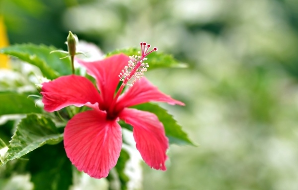 Красивый красный гибискус с бутонами и зелеными листьями