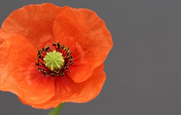 Красивый красный цветок мака на сером фоне