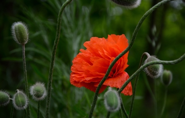 Красивый красный мак с бутонами крупным планом