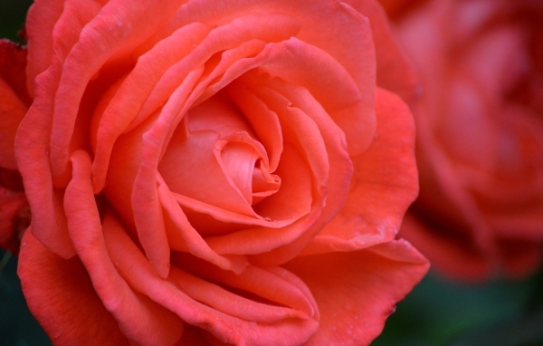 Цветок красивой красной розы крупным планом