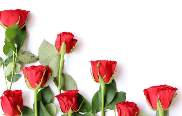 Красивые красные розы разложены на белом фоне