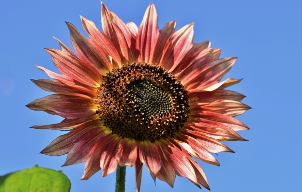 Красивый красный подсолнух на голубом фоне