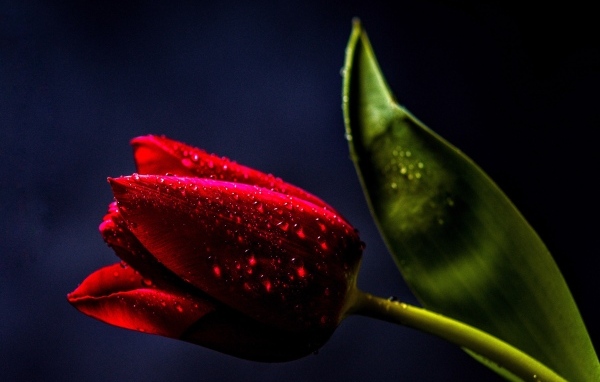 Красивый красный тюльпан с зеленым листом в каплях росы