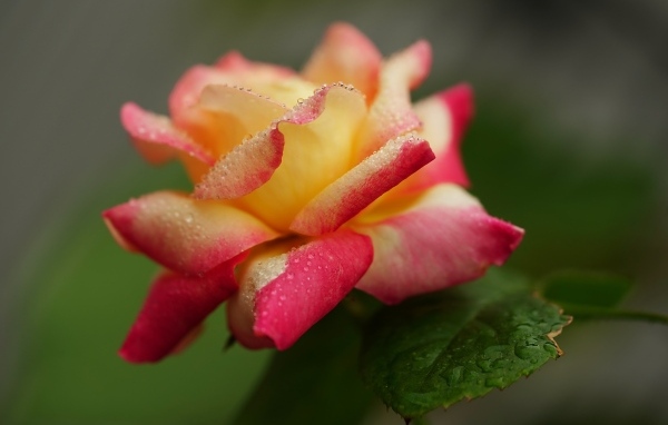 Красивая роза в каплях росы утром