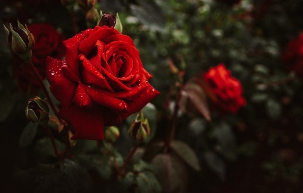 Красивая алая парковая роза с бутонами