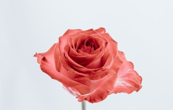 Красивая алая роза на сером фоне крупным планом