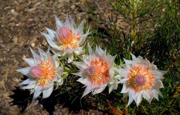 Красивые цветы серрурия на земле