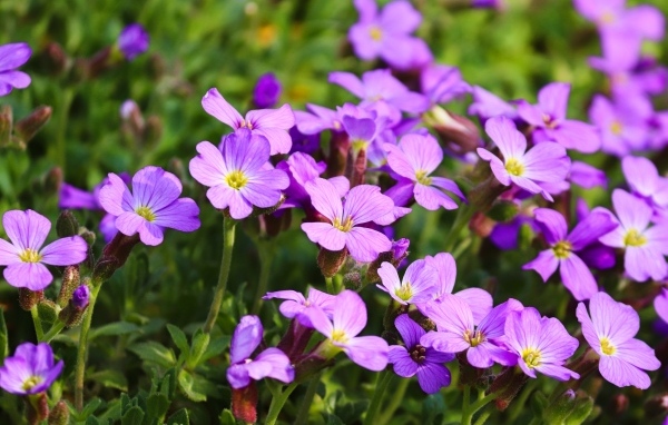 Красивые маленькие цветы гипсофила на клумбе