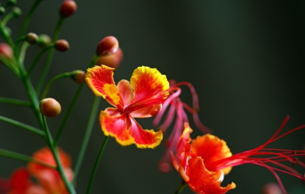 Красивые маленькие необычные цветы крупным планом