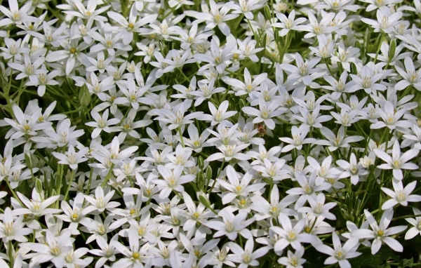 Красивые маленькие белые цветы молочница