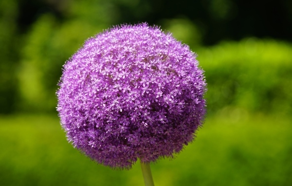 Красивый шаровидный цветок аллиум