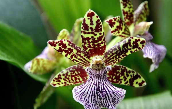 Красивая пятнистая экзотическая орхидея