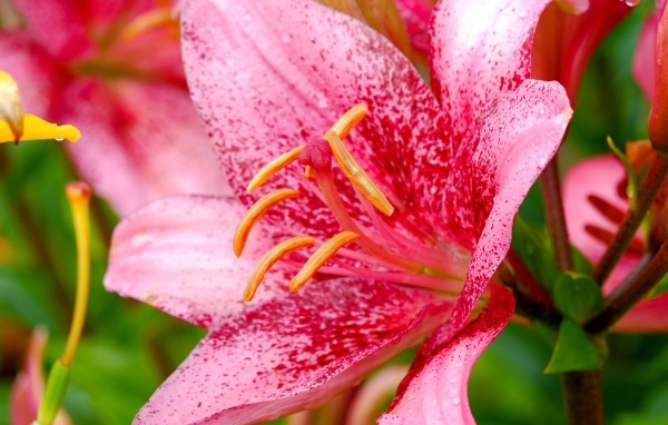 Красивая пятнистая розовая лилия крупным планом