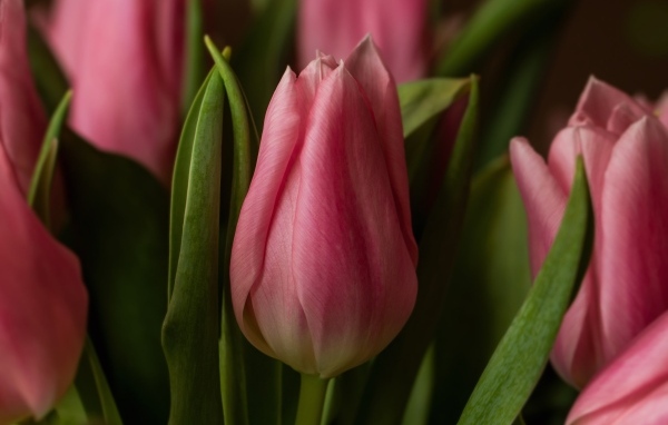 Красивые весенние розовые цветы тюльпана