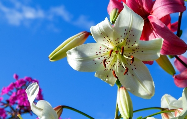 Красивые белые и розовые лилии на фоне голубого неба