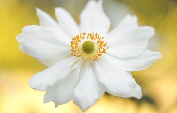 Красивый белый цветок анемоны крупным планом