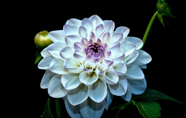 Красивый белый цветок георгина с бутонами на черном фоне