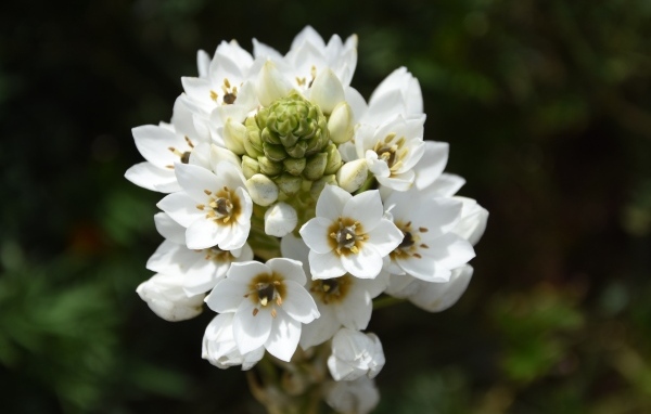 Красивый белый цветок распускается в саду