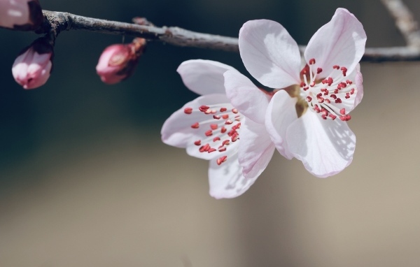 Красивые белые цветы распускаются на ветке весной