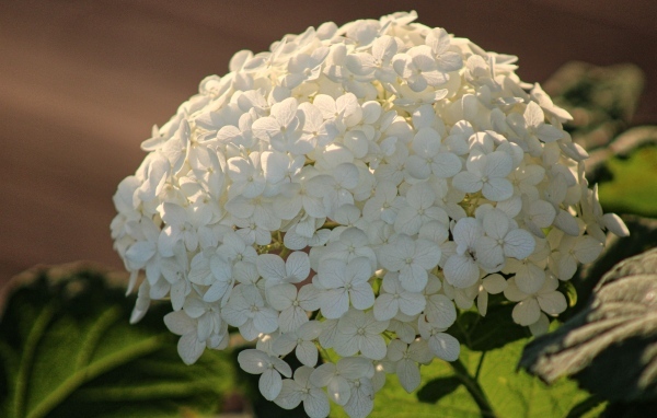Красивый белый большой цветок гортензии