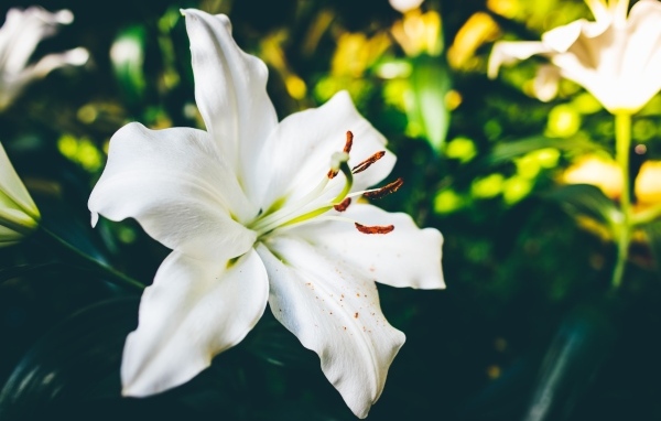 Красивый белый цветок лилии крупным планом