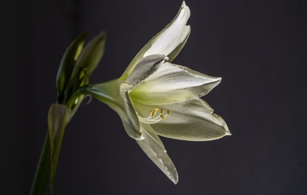 Красивая белая лилия на сером фоне