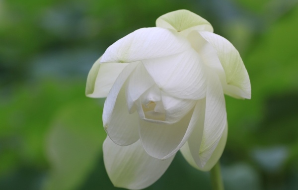 Красивый белый цветок лотоса вблизи