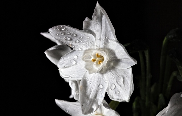 Красивый белый цветок нарцисса в каплях росы