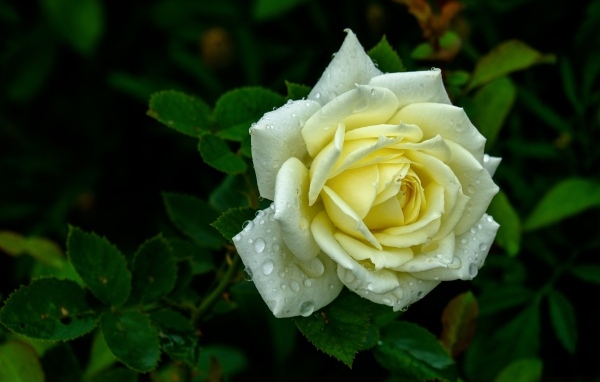 Красивая белая роза в каплях росы на клумбе летом