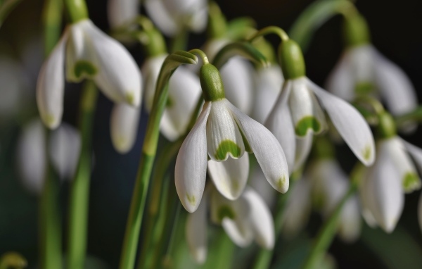 Красивые белые весенние цветы подснежники