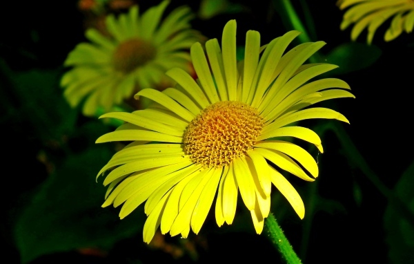 Красивые желтые ромашки вблизи