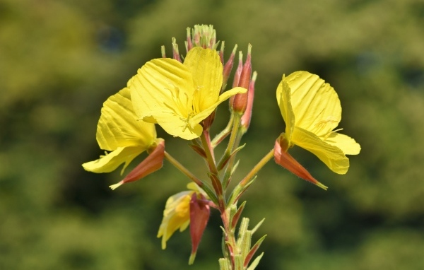 Красивые желтые цветы эшшольция с бутонами