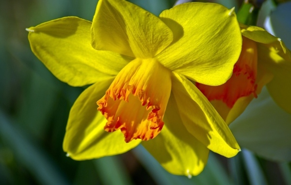 Красивый желтый цветок нарцисса крупным планом