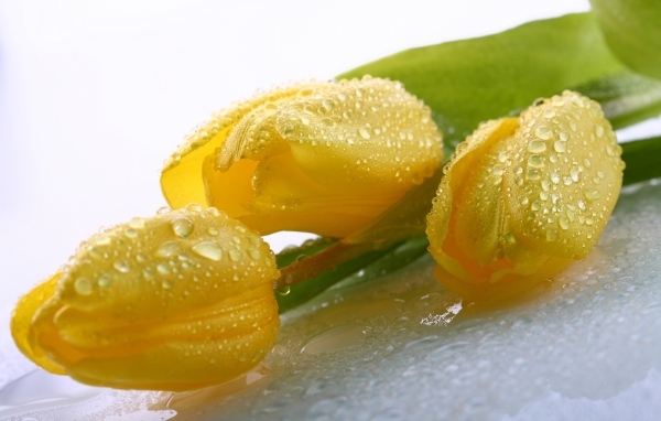 Красивые желтые тюльпаны в каплях воды