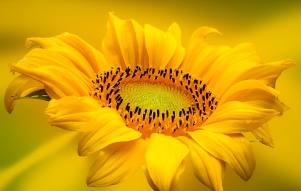 Большой красивый желтый подсолнух крупным планом