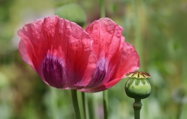 Большой красный мак крупным планом