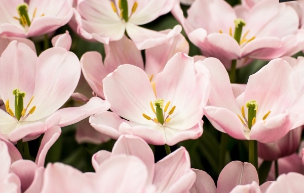 Распустившиеся цветы розовых тюльпанов