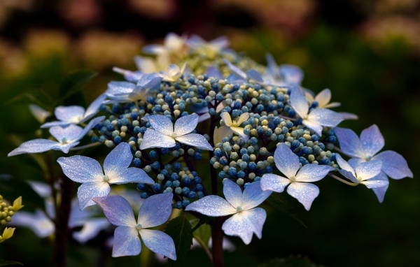 Распускающийся цветок гортензии