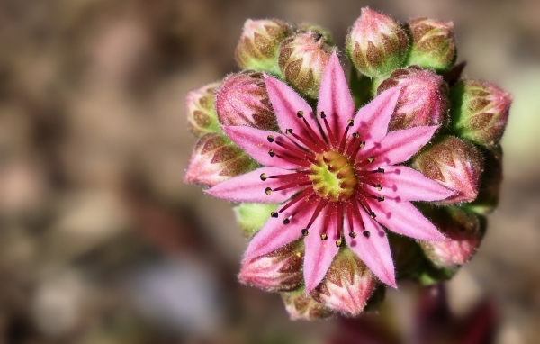 Цветущий розовый цветок молодило 
