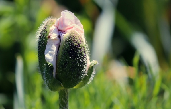 Распускающийся розовый цветок мака