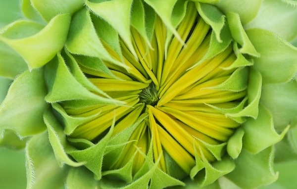 Распускающийся цветок подсолнуха