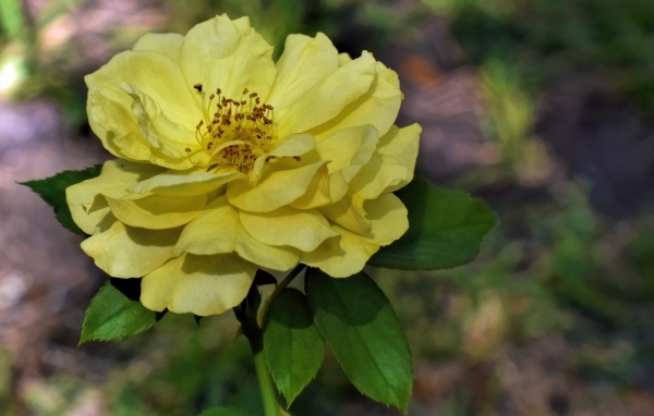 Отцветающая желтая роза в саду